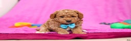 Goldendoodle dogs for sale: Florenzo - Ad 2