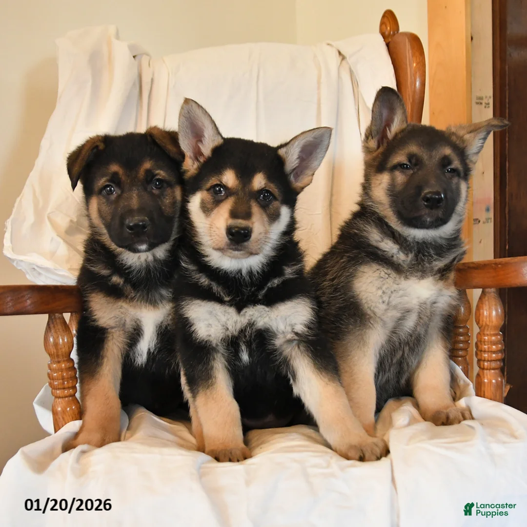German Shepherd dogs for sale: Zeus - Ad 3