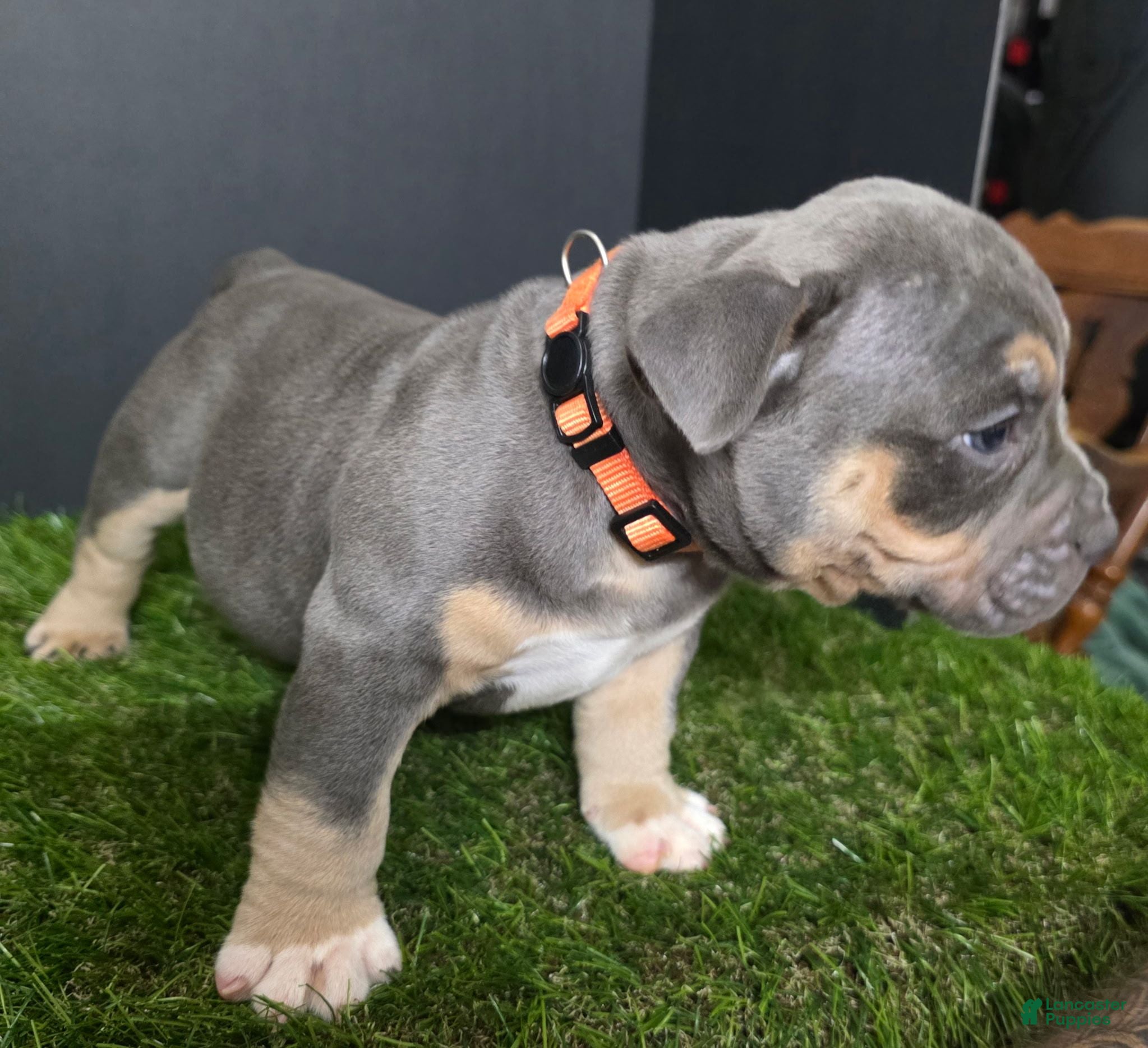 American Bully dogs American Bully 4 - Ad 19
