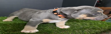 American Bully 4