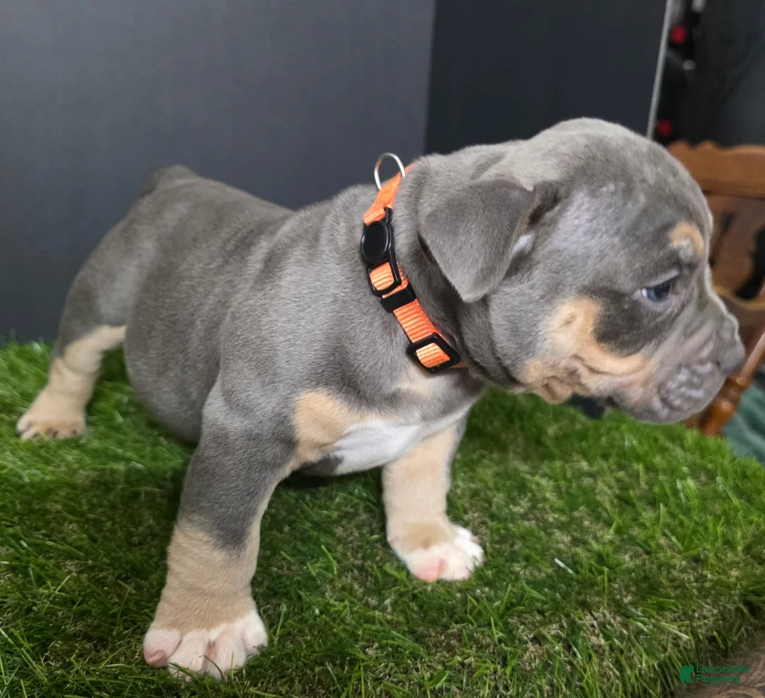 American Bully dogs for sale: American Bully 4 - Ad 1
