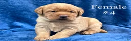 Labrador Retriever dogs for sale: Female #4 aka fourth born pup - Ad 1