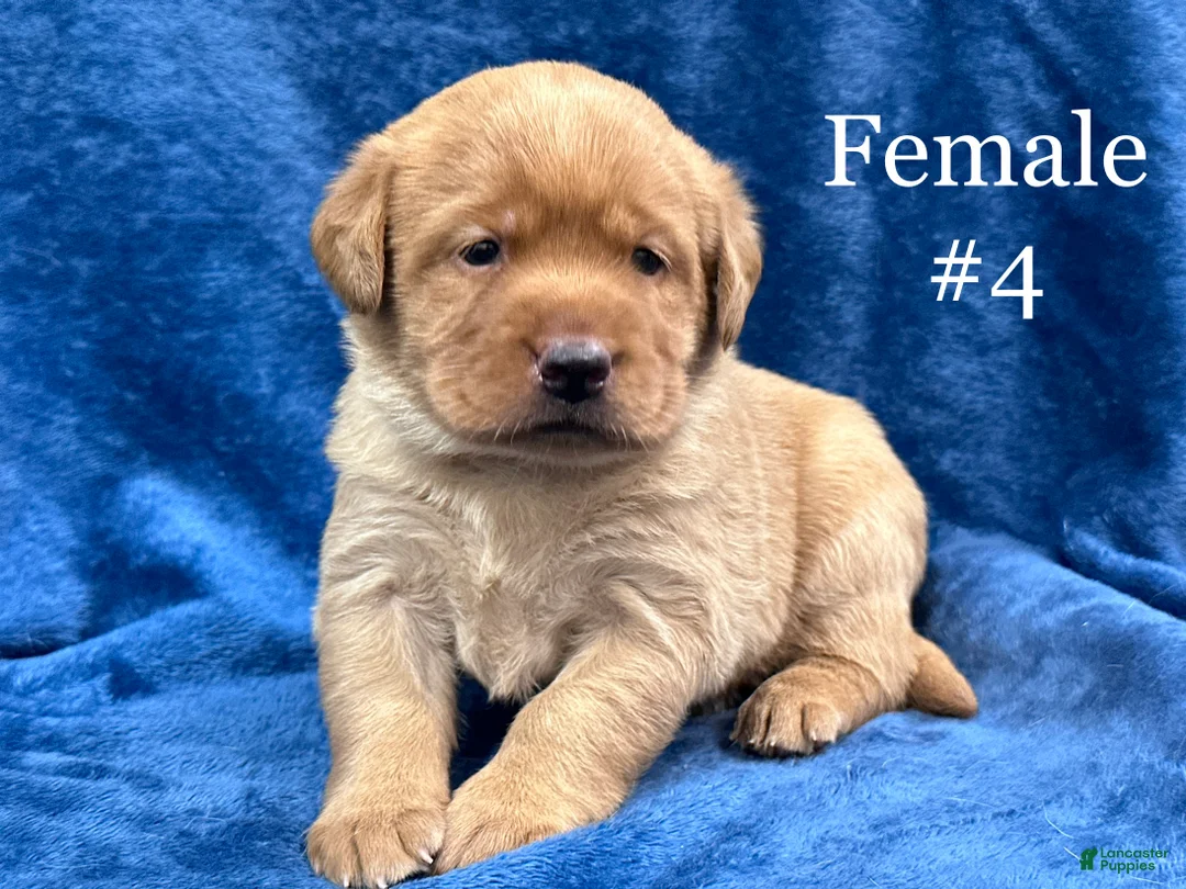 Labrador Retriever dogs for sale: Female #4 aka fourth born pup - Ad 1