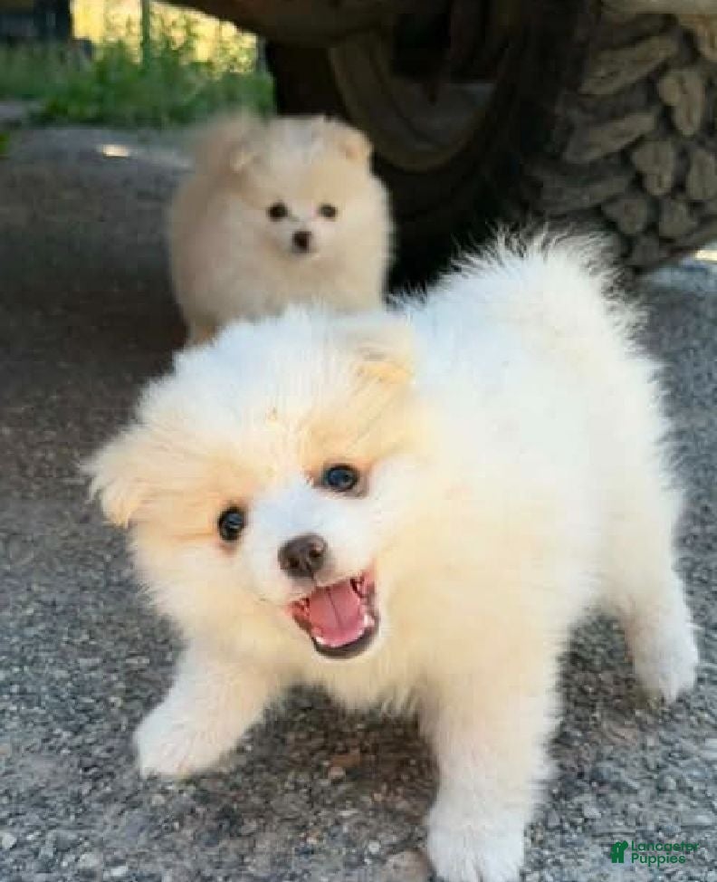 Pomeranian dogs Pomeranian 1 - Ad 23