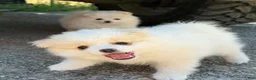 Pomeranian dogs for sale: Pomeranian 1 - Ad 1