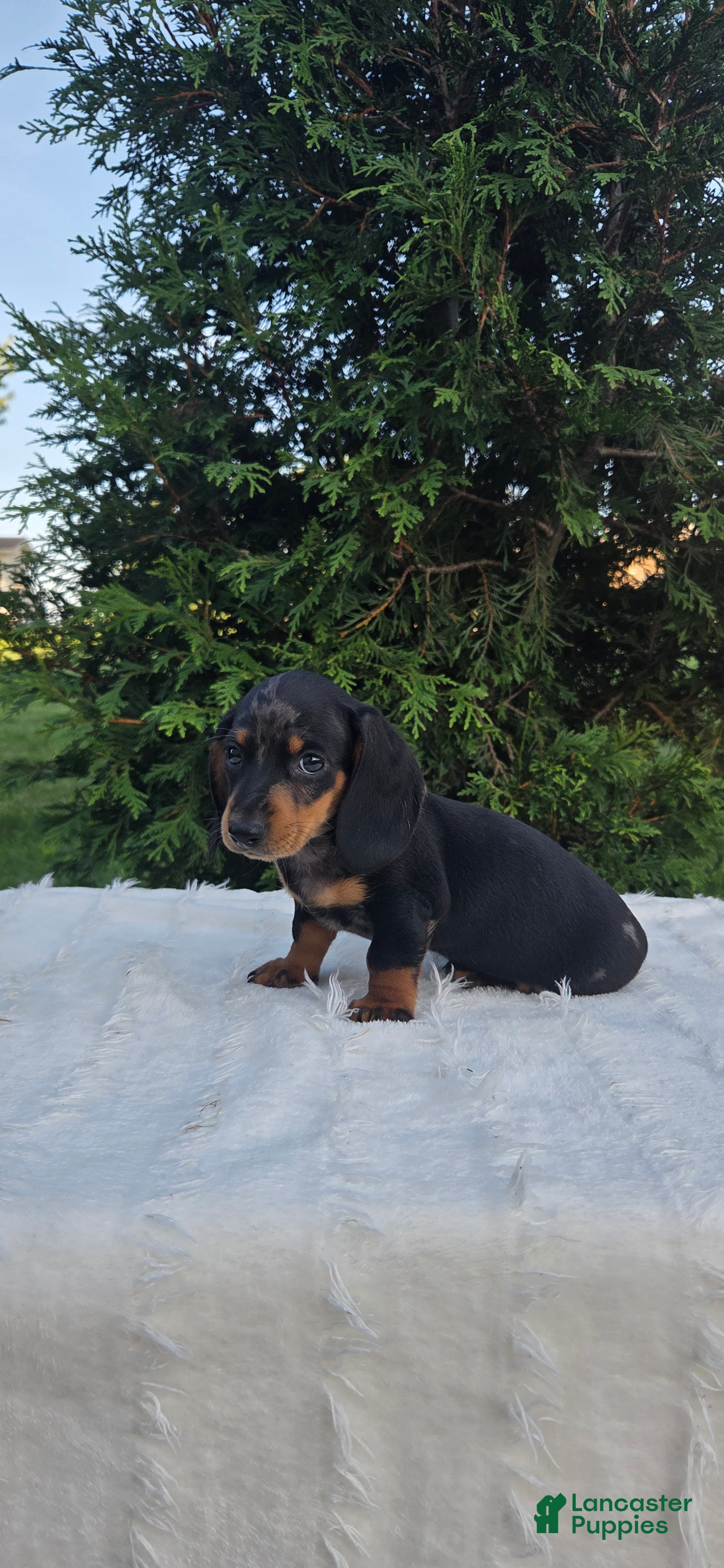 Miniature Dachshund dogs Hank - Ad 2