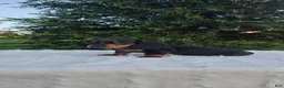 Miniature Dachshund dogs for sale: Hank - Ad 2