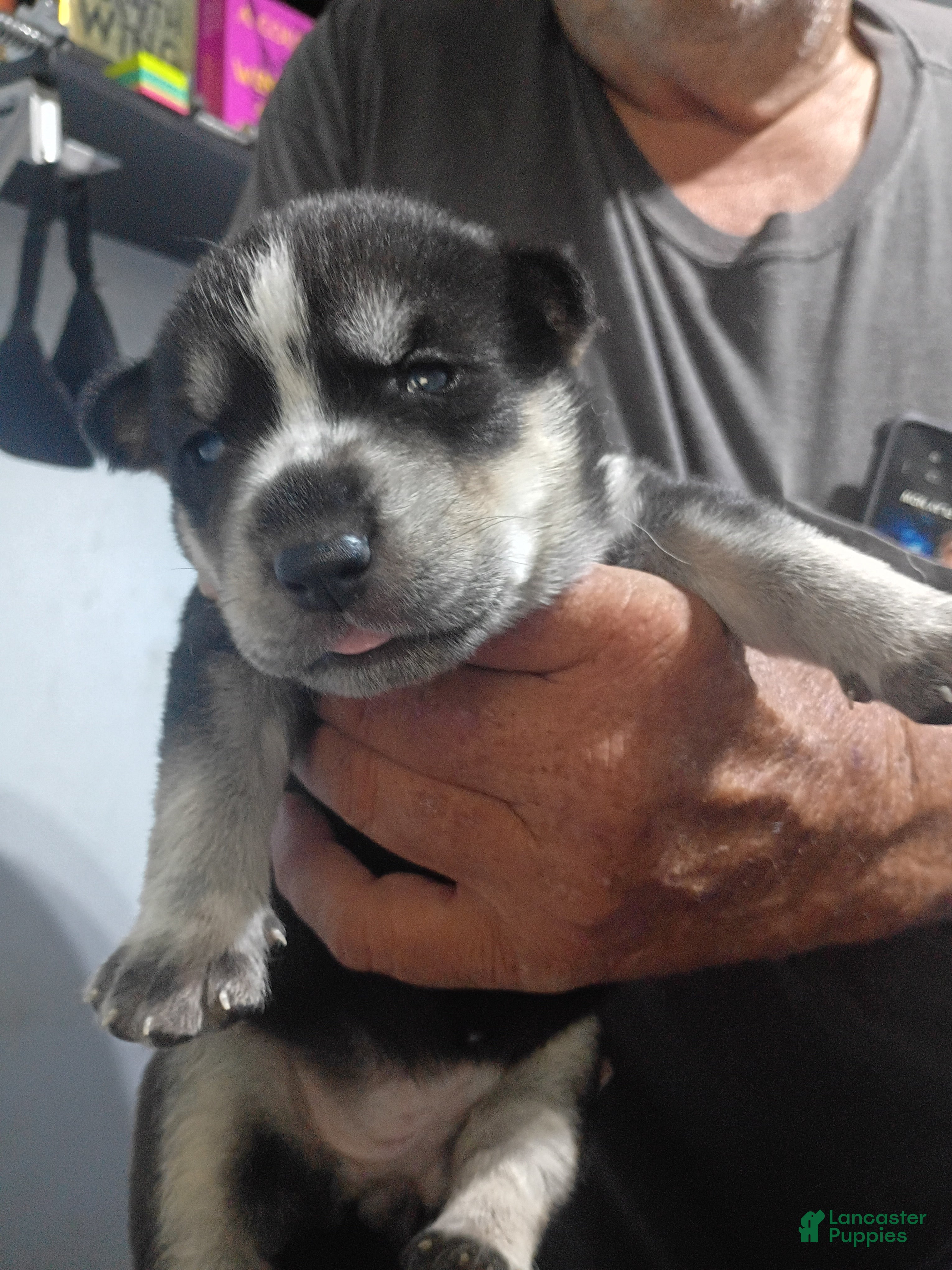 Siberian Husky dogs Yellow Collar 1st Born - Temp Name is Sunny - Ad 4
