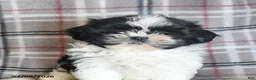 Shih Tzu dogs for sale: Kolby - Ad 13