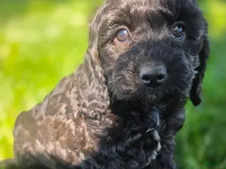 Cockapoo dogs Baby Girl #2 - Ad 10