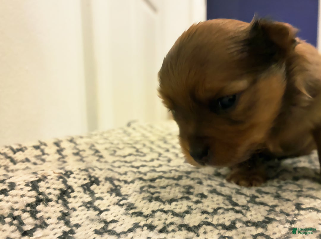 Mixed Breed dogs for sale: Handsome - Ad 1