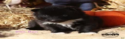 Nenets Herding Laika dogs for sale: Bon Bon - Ad 2