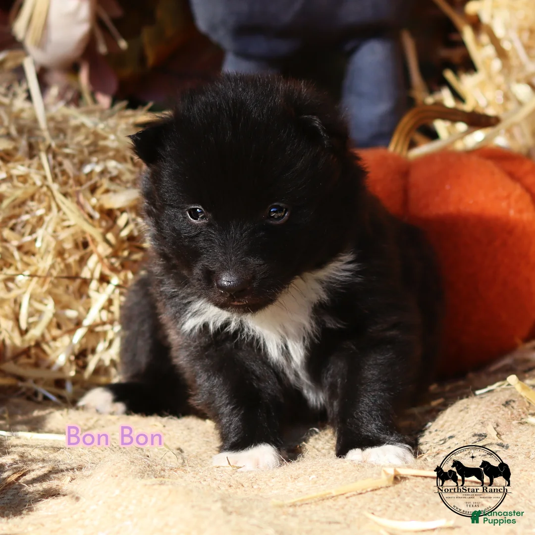 Nenets Herding Laika dogs for sale: Bon Bon - Ad 2