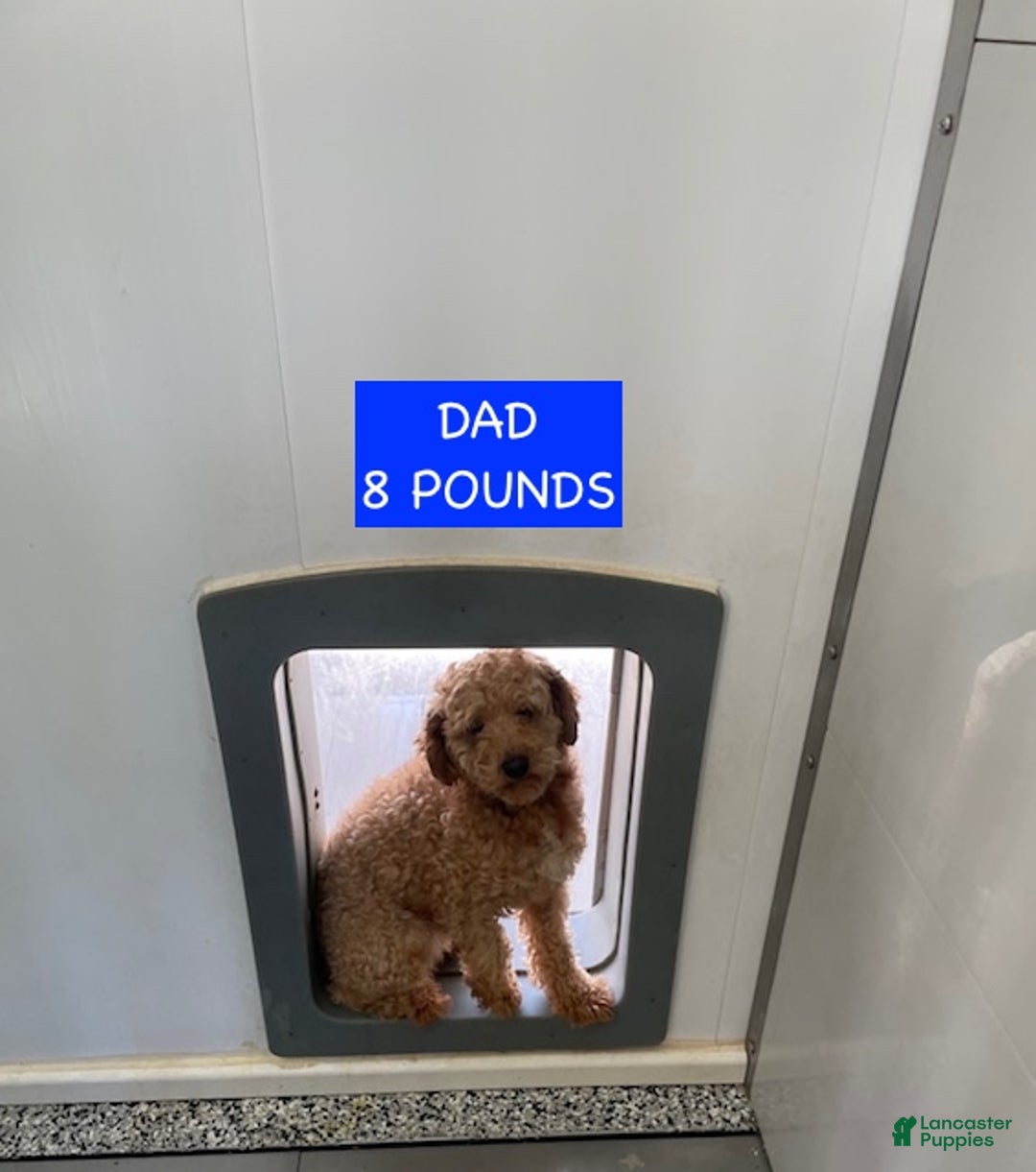 Miniature Labradoodle dogs for sale: Miniature Labradoodle Puppy 2 - Ad 9
