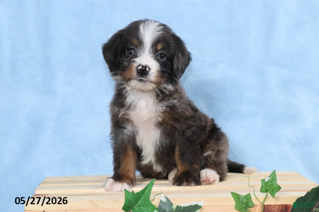 Mini Bernedoodle dogs for sale: Sophia - Ad 1
