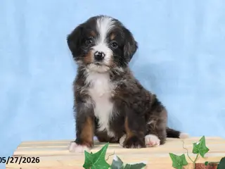 Mini Bernedoodle dogs for sale: Sophia - Ad 1