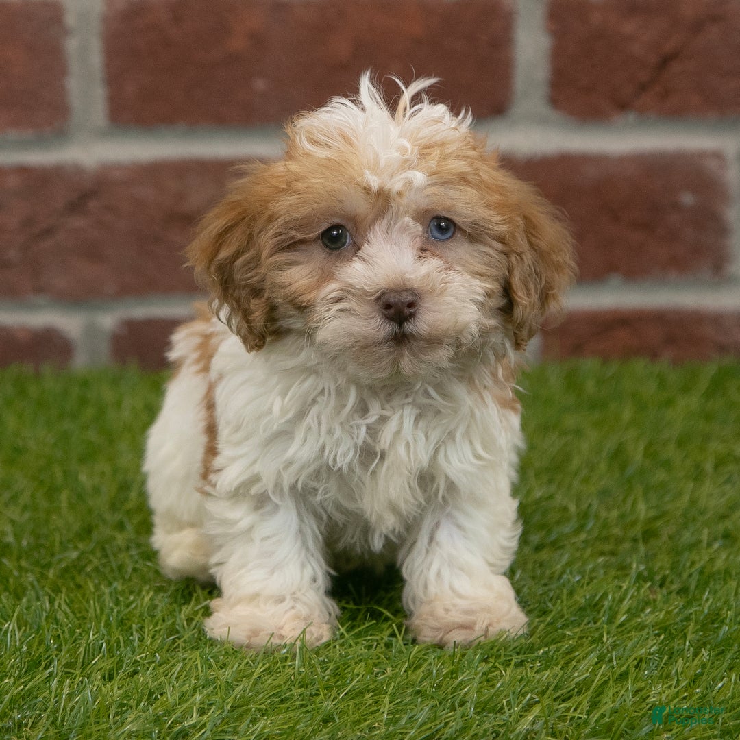 Havapoo dogs for sale: Wally - Ad 2