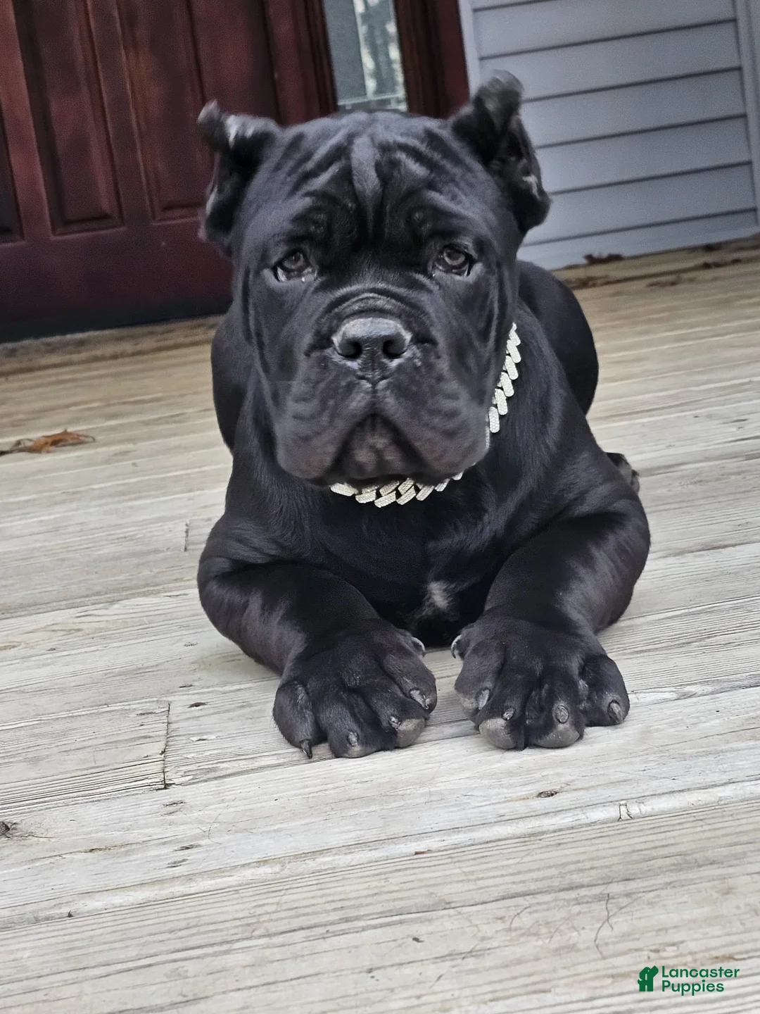 Cane Corso dogs for sale: ZEUS - Ad 34
