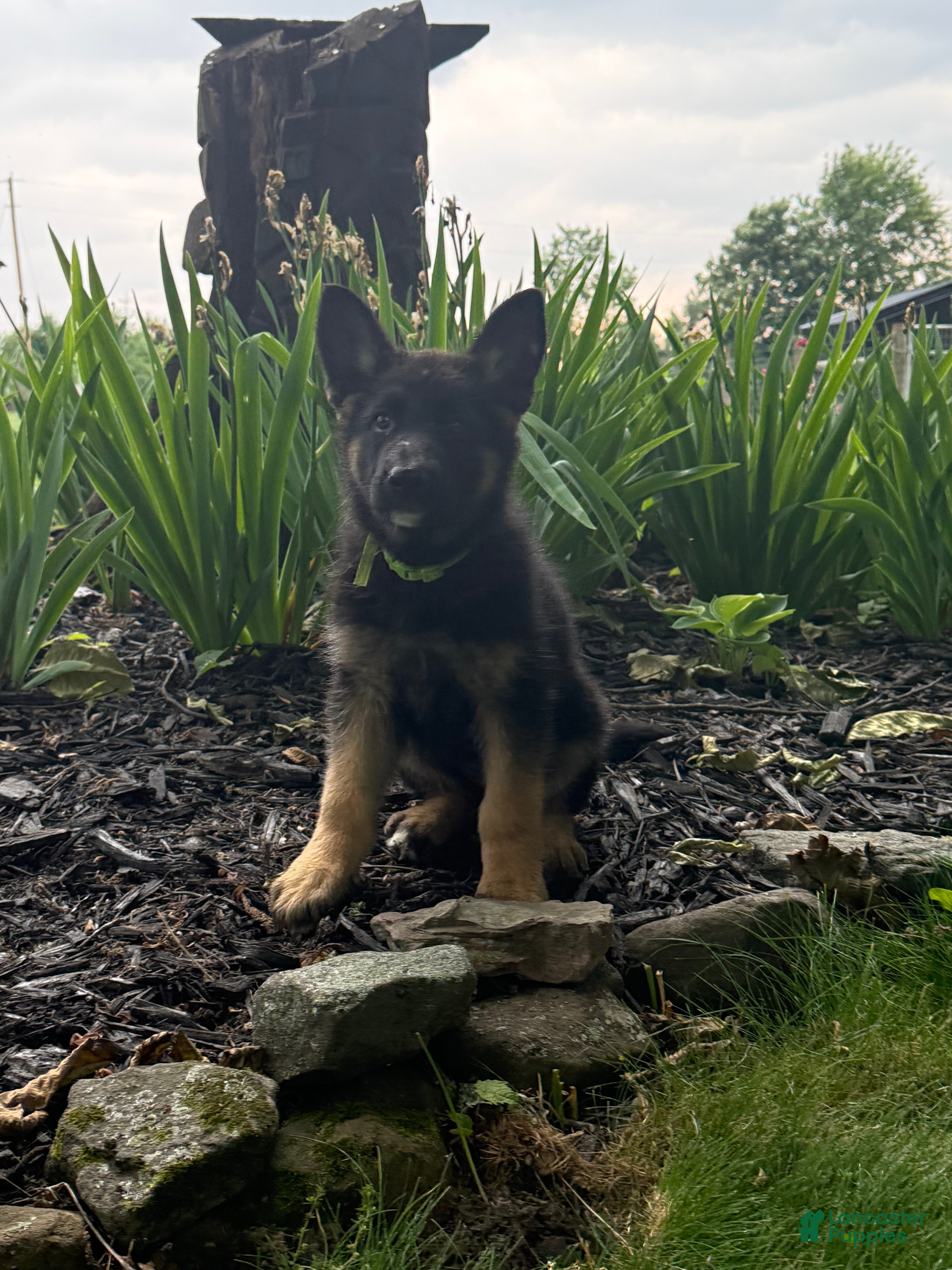 German Shepherd dogs Buttercup - Ad 1