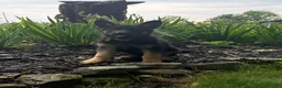 German Shepherd dogs for sale: Buttercup - Ad 1