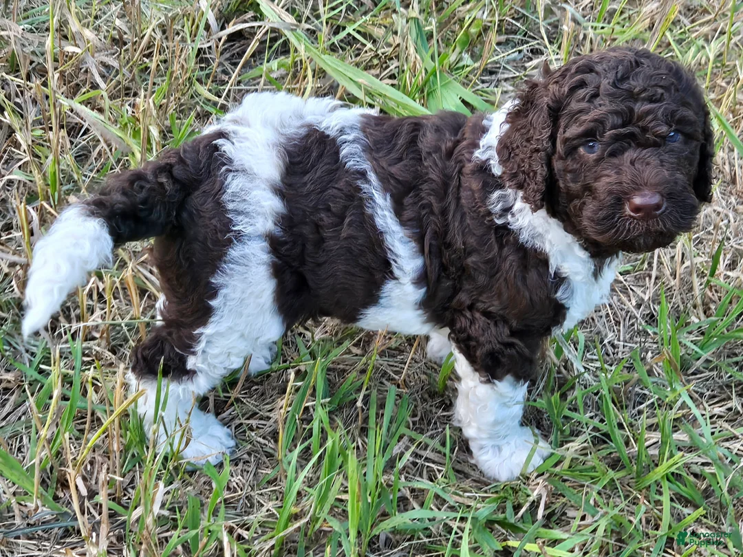 Newfypoo dogs for sale: Mr. Pibb - Ad 1
