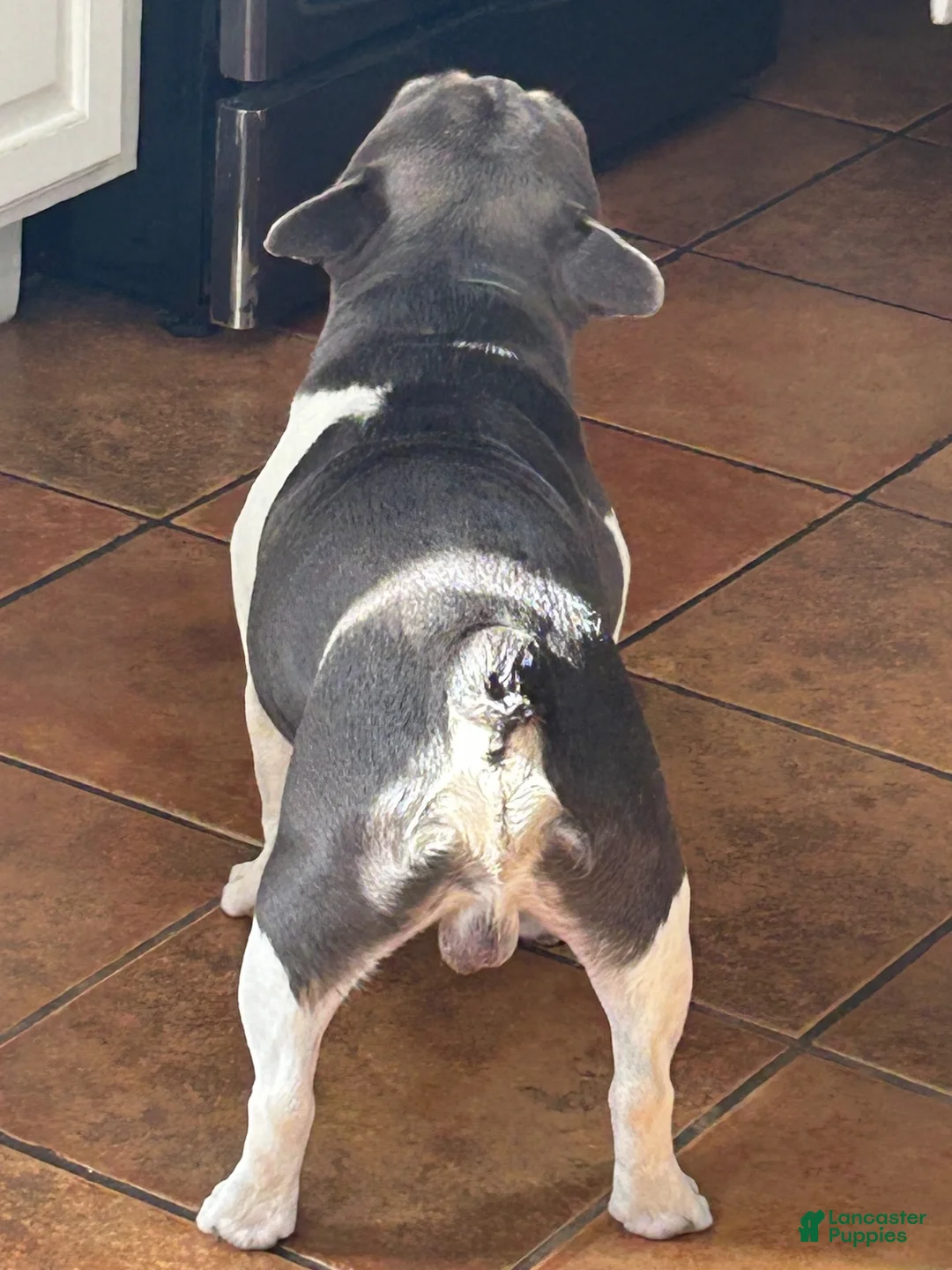 French Bulldog dogs for sale: French Bulldog 1 - Ad 4