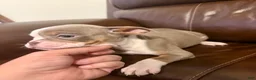 Olde English Bulldogge dogs for sale: Tri Lilac  - Ad 5