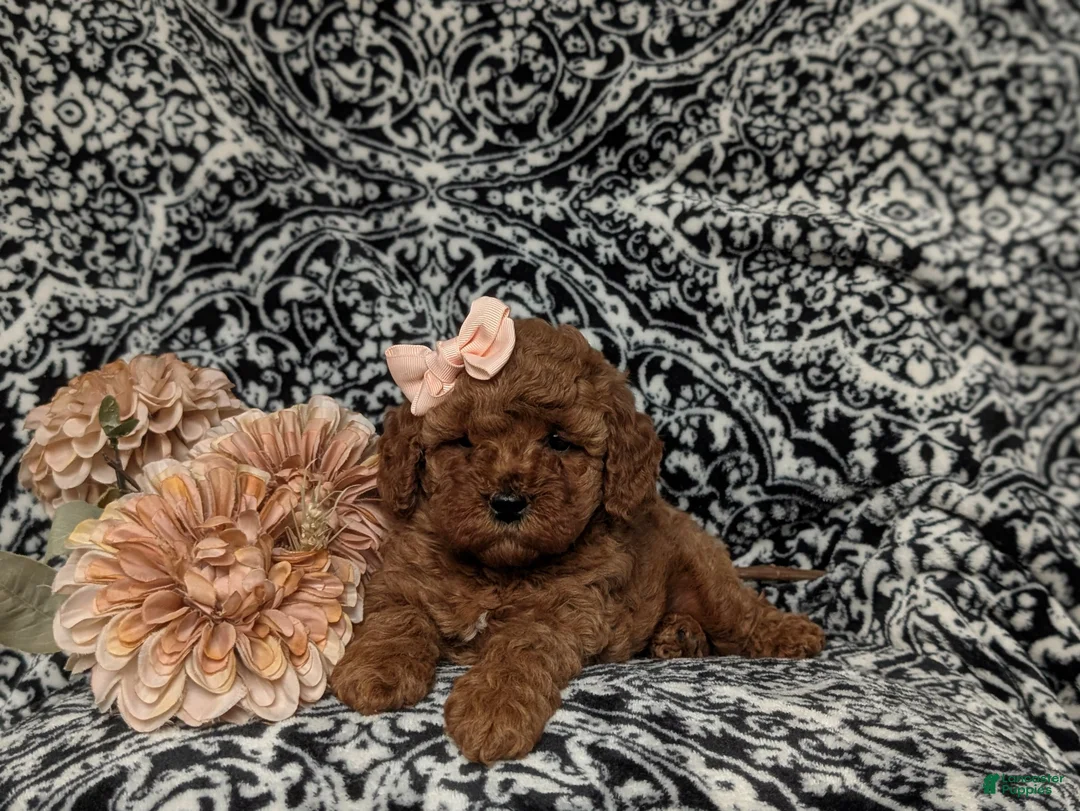 Miniature Poodle dogs for sale: Katrina - Ad 5