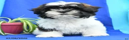 Shih Tzu dogs for sale: Conrad - Ad 4