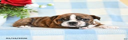 English Bulldog dogs for sale: Sandy - Ad 5