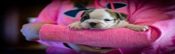 English Bulldog dogs for sale: Charlie  - Ad 3