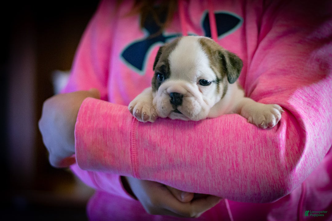 English Bulldog dogs for sale: Charlie  - Ad 3