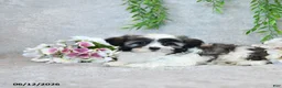 Teddy Bear dogs for sale: Lynelle - Ad 3