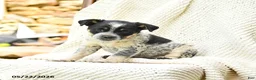 Mixed Breed dogs for sale: Austin - Ad 3