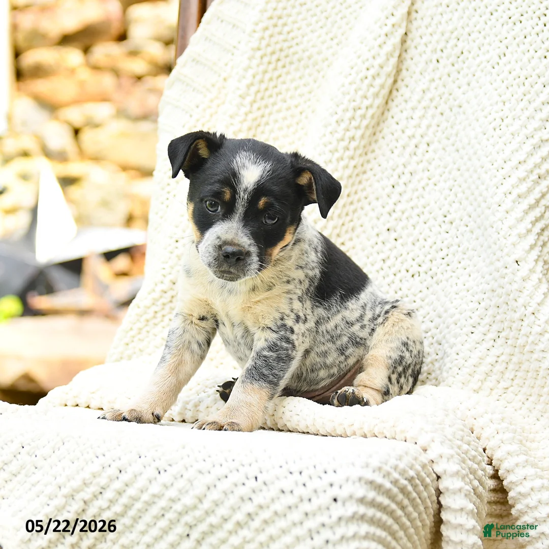Mixed Breed dogs for sale: Austin - Ad 3