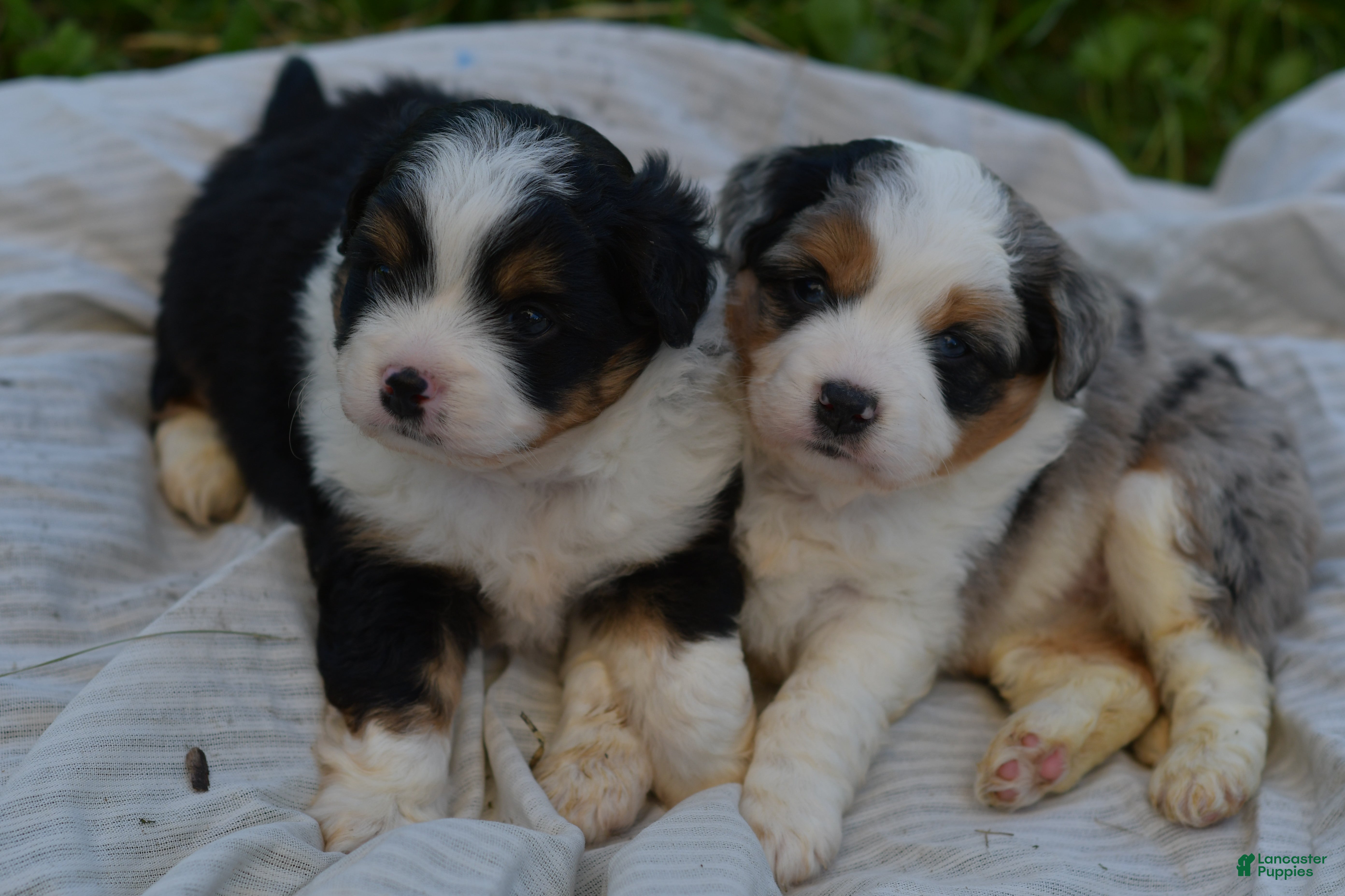 Aussiedoodle dogs Aussiedoodle Puppy 3 - Ad 2
