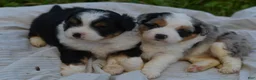 Aussiedoodle dogs for sale: Cherry - Ad 7