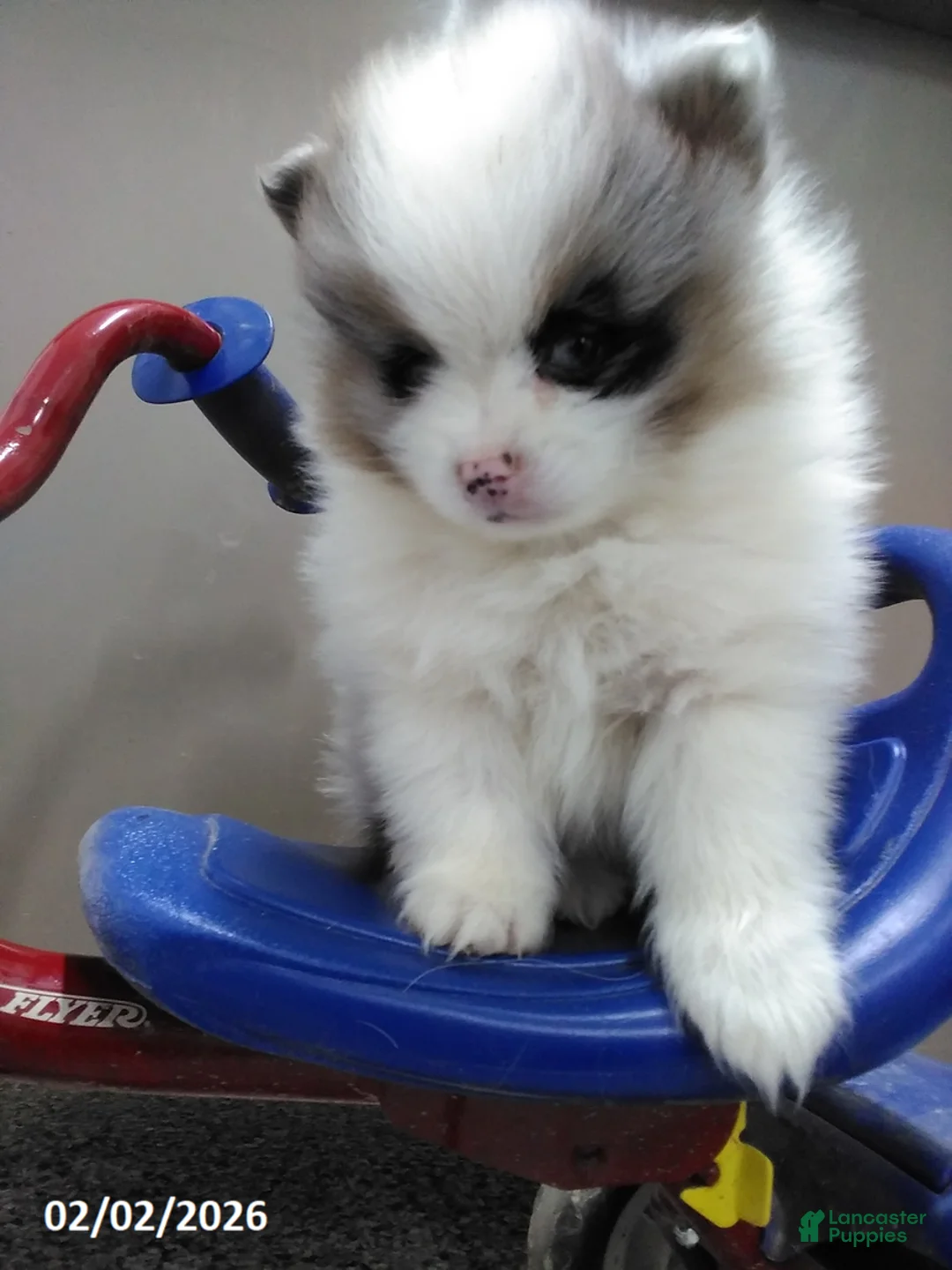 Pomeranian dogs for sale: Maize - Ad 5