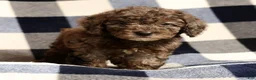 Miniature Poodle dogs for sale: Maggie - Ad 6