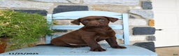 Labrador Retriever dogs for sale: Chili - Ad 1