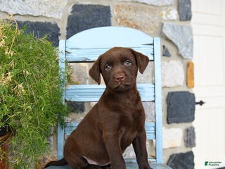 Labrador Retriever dogs Chili - Ad 40