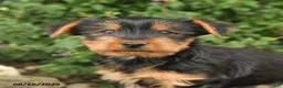 Yorkshire Terrier dogs for sale: Cisco - Ad 3
