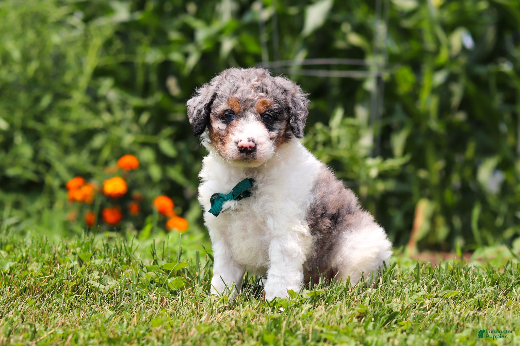 Mini Bernedoodle dogs Grady - Ad 2