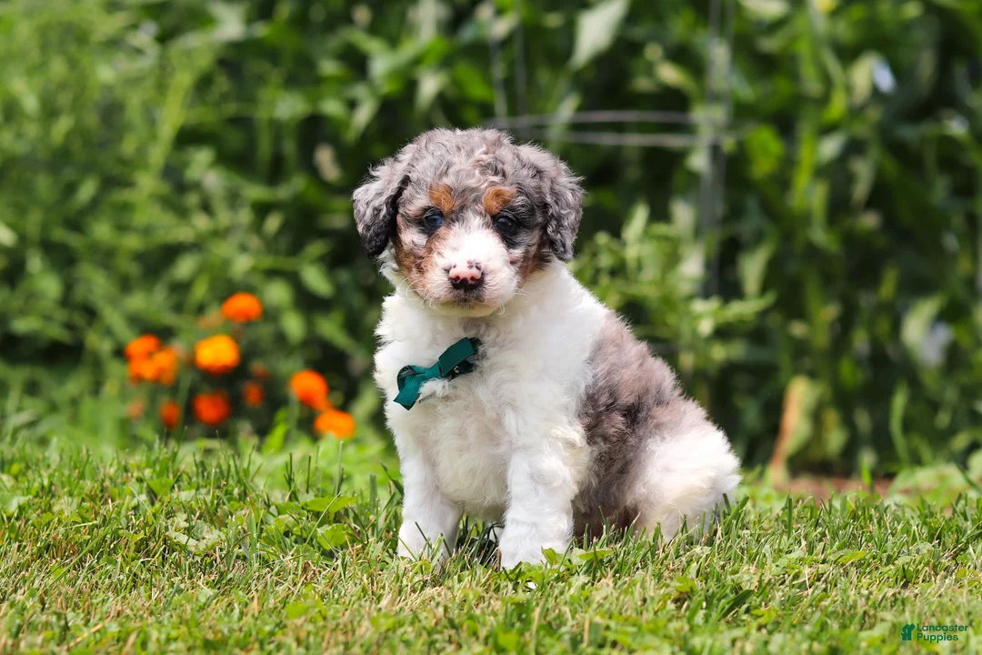 Mini Bernedoodle dogs for sale: Grady - Ad 2