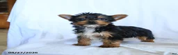 Yorkshire Terrier dogs for sale: Blake - Ad 3