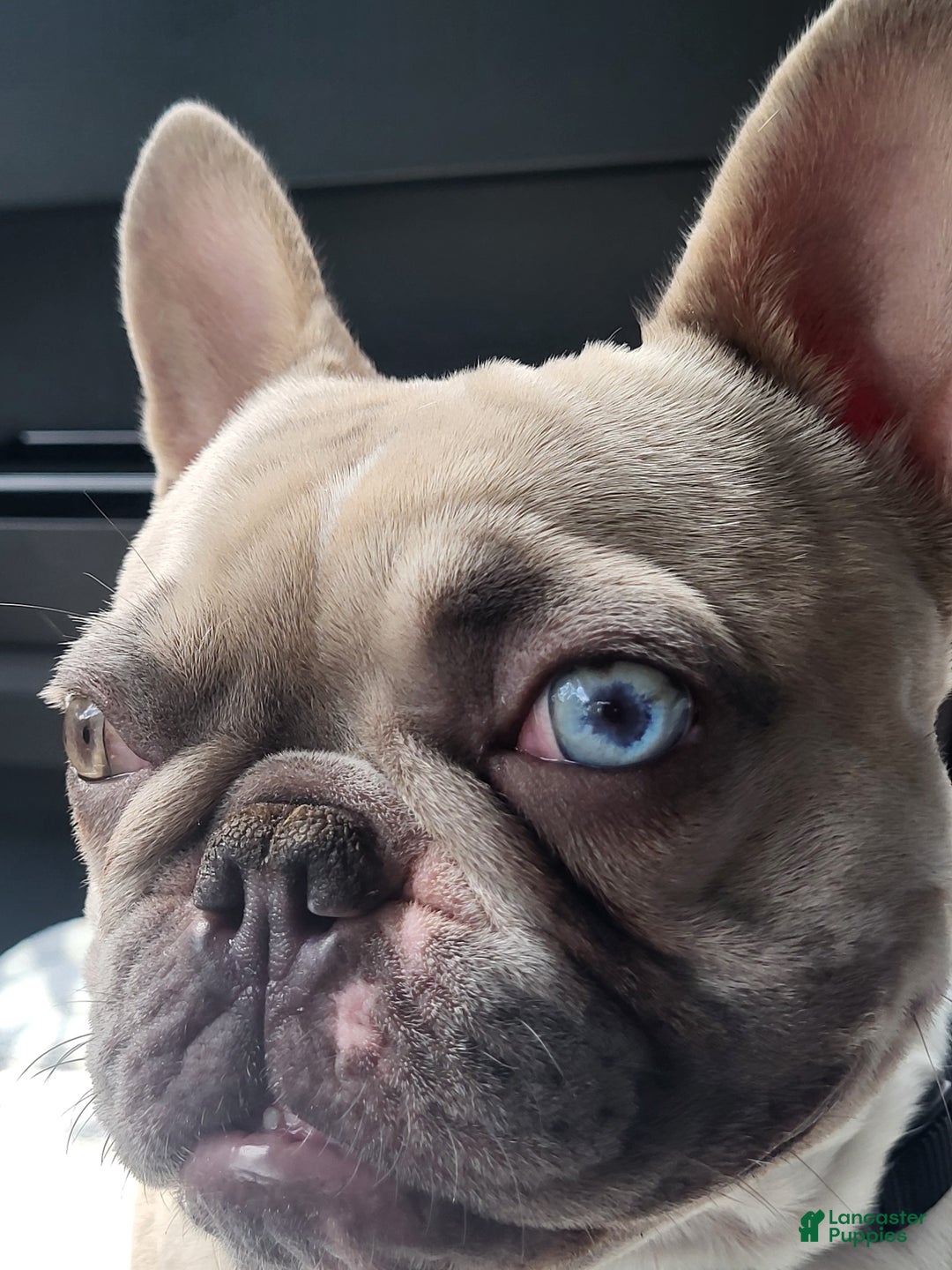 French Bulldog dogs for sale: French Bulldog Puppy 1 - Ad 5