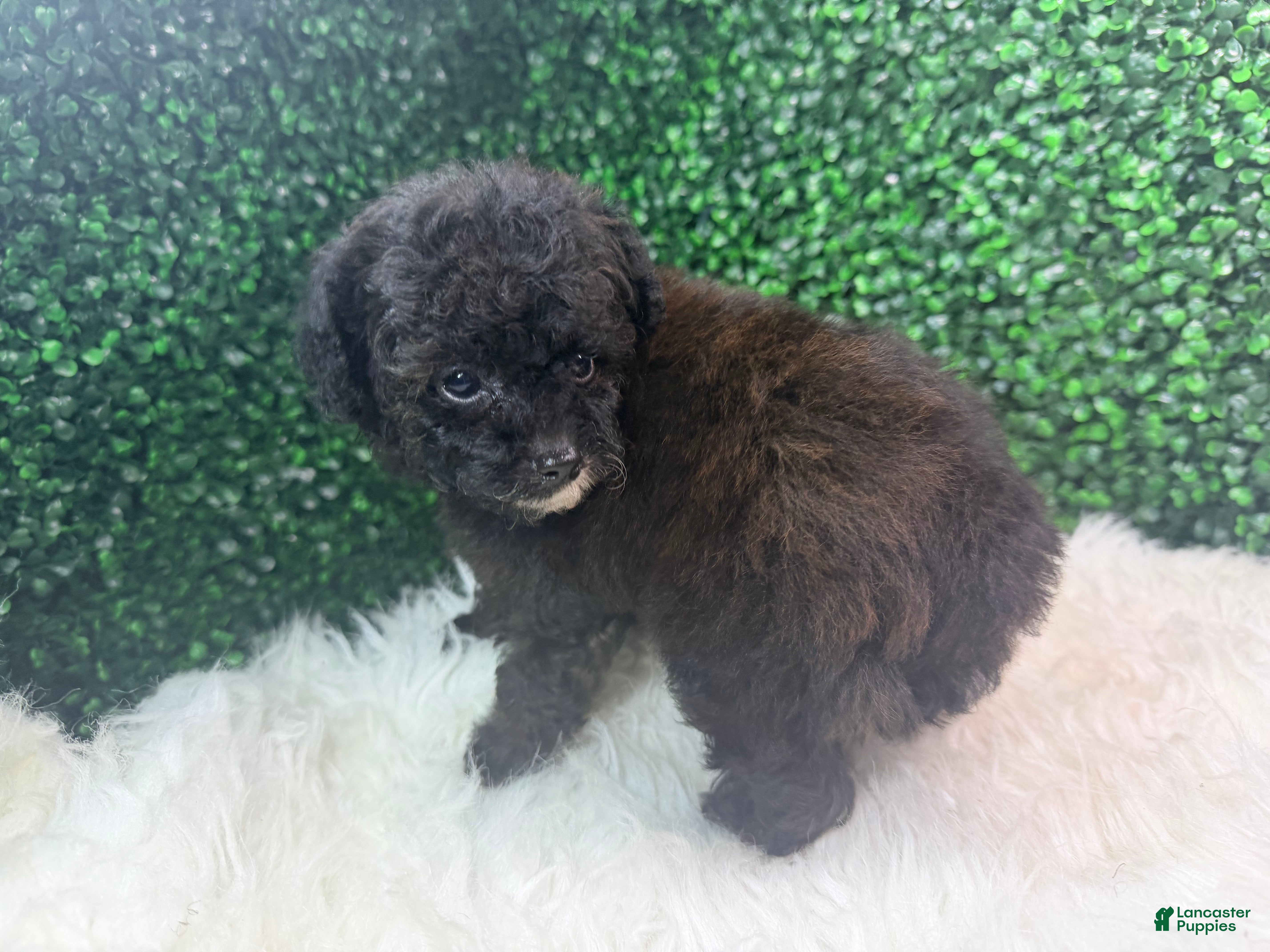Toy Poodle dogs Inferno - Ad 1