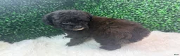 Toy Poodle dogs for sale: Inferno - Ad 1