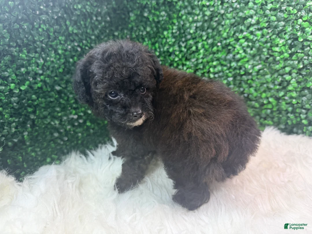 Toy Poodle dogs for sale: Inferno - Ad 1