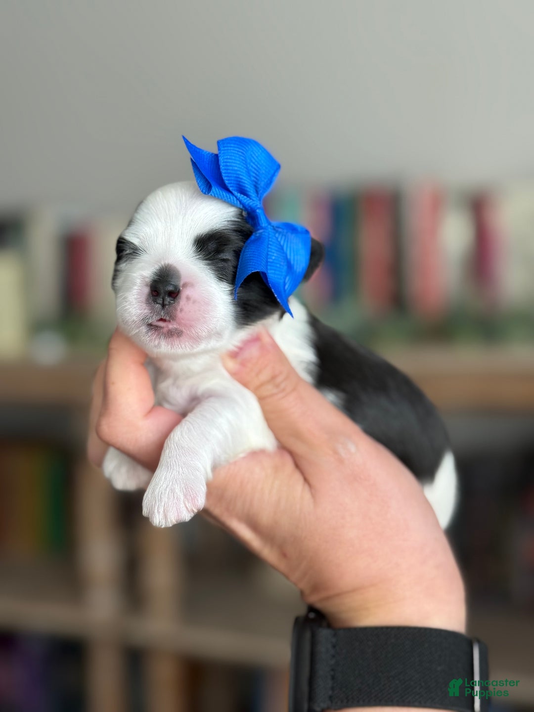 Shihpoo dogs for sale: Juniper - Ad 1